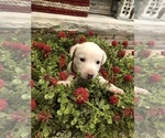 Small Photo #31 Jack Russell Terrier Puppy For Sale in MABLETON, GA, USA