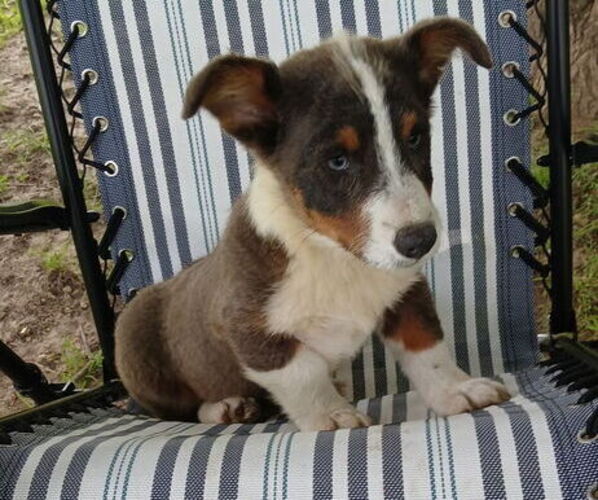 Medium Photo #1 Pembroke Welsh Corgi Puppy For Sale in MILTON, WI, USA