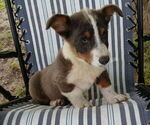 Image preview for Ad Listing. Nickname: Bluie