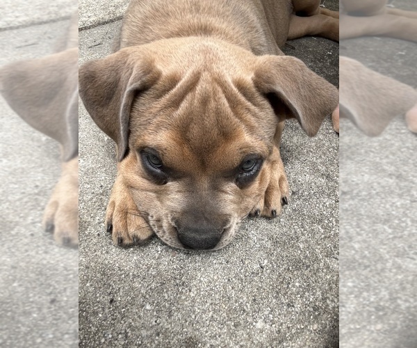 Medium Photo #6 American Bully Puppy For Sale in MYRTLE BEACH, SC, USA