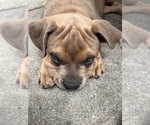 Small Photo #6 American Bully Puppy For Sale in MYRTLE BEACH, SC, USA