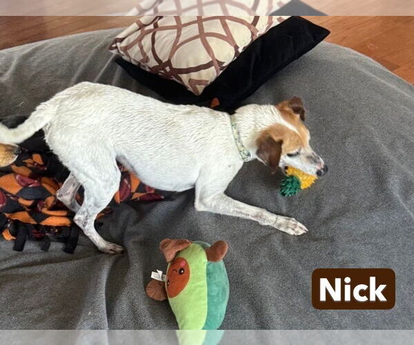 Medium Photo #4 Jack Russell Terrier-Unknown Mix Puppy For Sale in Foristell, MO, USA