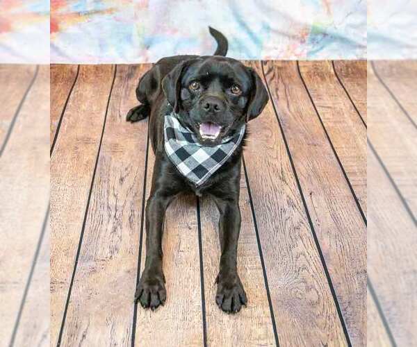 Medium Photo #8 Labrador Retriever-Pug Mix Puppy For Sale in Kennesaw, GA, USA