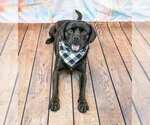 Small #7 Labrador Retriever-Pug Mix