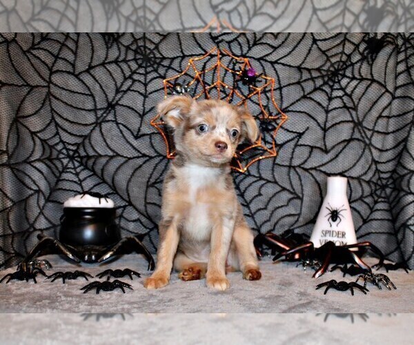 Medium Photo #3 Chihuahua Puppy For Sale in CHARLESTON, AR, USA