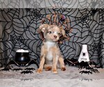 Small Photo #3 Chihuahua Puppy For Sale in CHARLESTON, AR, USA