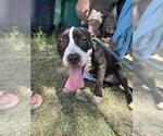 Small American Pit Bull Terrier Mix