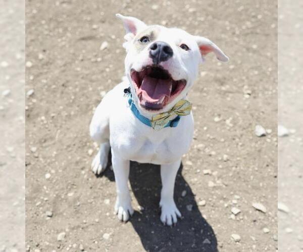 Medium Photo #3 American Staffordshire Terrier Puppy For Sale in San Antonio, TX, USA