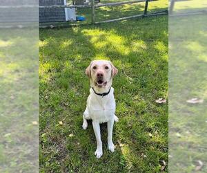 Labrador Retriever Dogs for adoption in Brewster, MA, USA