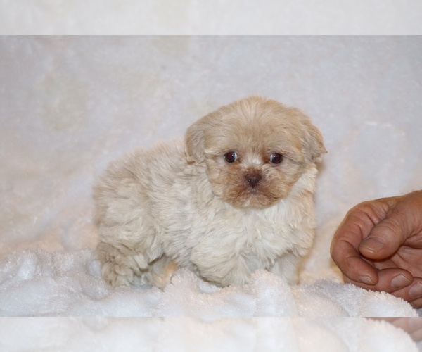 Medium Photo #1 ShihPoo Puppy For Sale in DYERSBURG, TN, USA