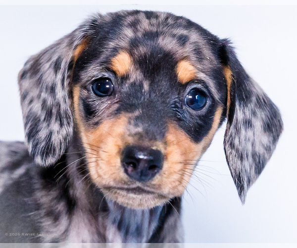 Medium Photo #2 Dachshund Puppy For Sale in WAKARUSA, IN, USA