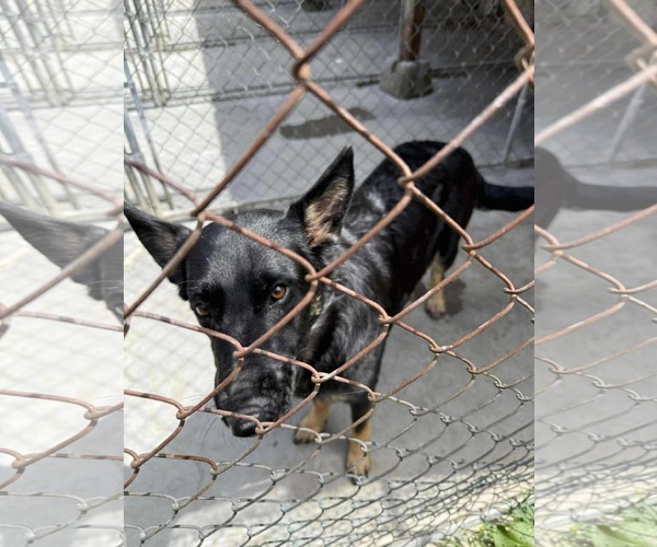 Medium Photo #10 German Shepherd Dog-Unknown Mix Puppy For Sale in Oro Medonte, Ontario, Canada