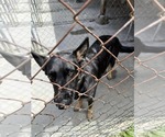 Small #9 German Shepherd Dog Mix