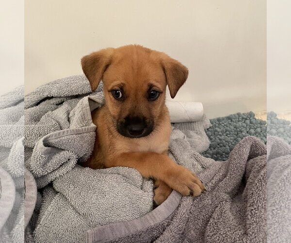 Medium Photo #16 Mutt Puppy For Sale in Fargo, ND, USA