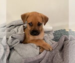Small #15 Mutt