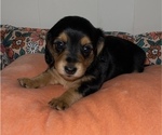 Small Photo #2 Dachshund Puppy For Sale in MECHANICSVILLE, VA, USA