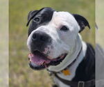 Small #4 American Pit Bull Terrier Mix