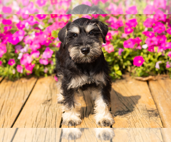 Medium Photo #22 Schnauzer (Miniature) Puppy For Sale in NAPPANEE, IN, USA
