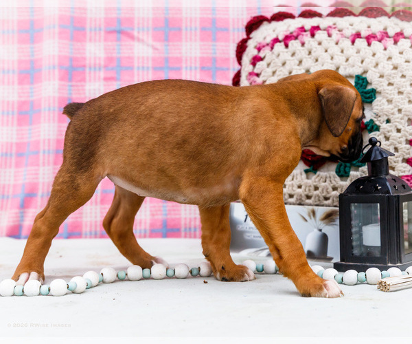 Medium Photo #44 Boxer Puppy For Sale in WAKARUSA, IN, USA