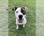 Small #1 Mutt