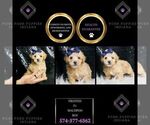 Puppy Frosted F1 Maltipoo