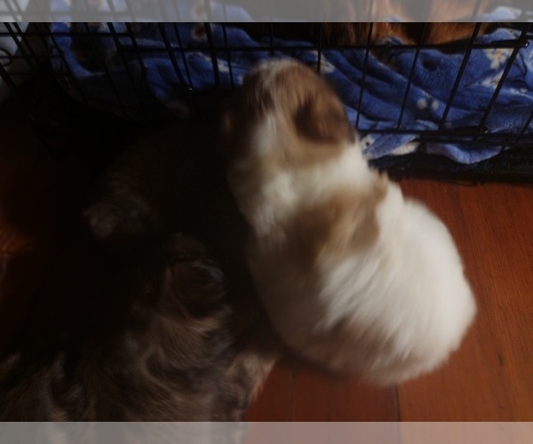 Medium Photo #29 Maltipom-Pomeranian Mix Puppy For Sale in HUDSON, MA, USA