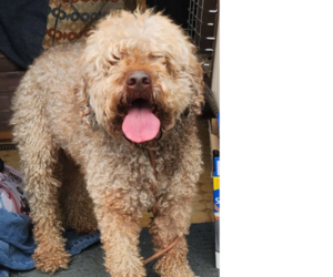 Father of the Lagotto Romagnolo puppies born on 12/03/2025