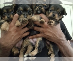 Yorkshire Terrier Puppy for sale in COLUMBUS, OH, USA
