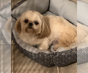Mother of the Shih Tzu puppies born on 12/26/2019