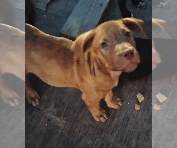 Medium Photo #1 Staffordshire Bull Terrier-Unknown Mix Puppy For Sale in The Woodlands, TX, USA