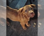 Rudy - Male Staffordshire Bull Terrier-Unknown Mix Dog for Adoption - Small photo