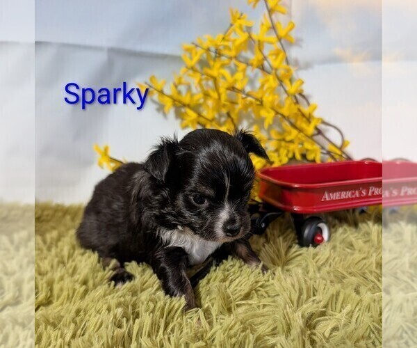 Medium Photo #6 Chihuahua Puppy For Sale in LEBANON, PA, USA