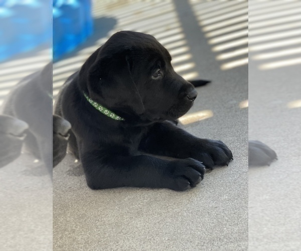 Medium Photo #5 Labrador Retriever Puppy For Sale in OAKLEY, CA, USA