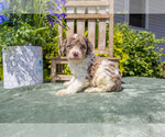 Puppy Prince Poodle (Standard)