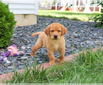 Small #3 Labrador Retriever