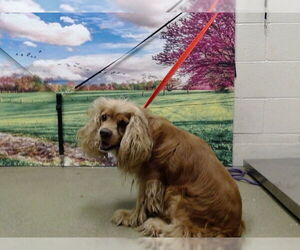 Cocker Spaniel-Unknown Mix Dogs for adoption in Moreno Valley, CA, USA