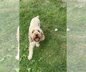 Mother of the Cockapoo (Miniature) puppies born on 04/28/2026