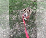 Small #2 American Staffordshire Terrier Mix