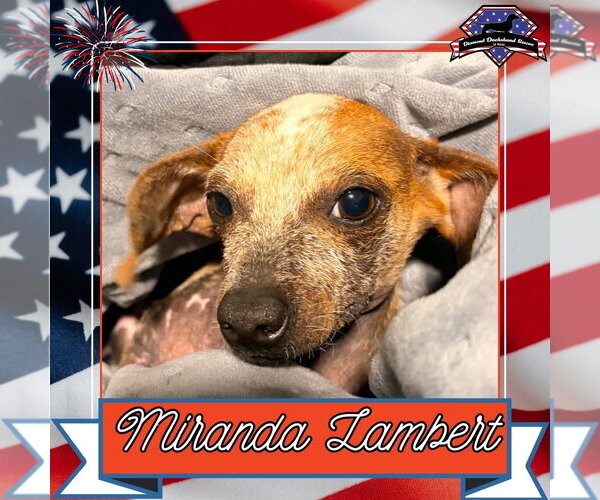 Medium Photo #3 Dachshund Puppy For Sale in San Antonio, TX, USA