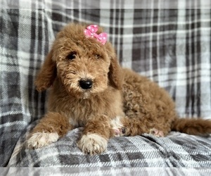 Goldendoodle Puppy for sale in LAKELAND, FL, USA