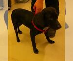 Small Labrador Retriever