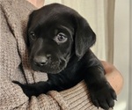 Puppy Green Collar Labrador Retriever