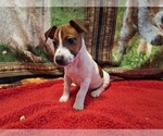 Image preview for Ad Listing. Nickname: Litter of 6
