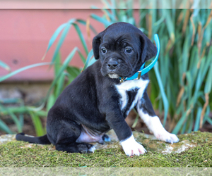 Jug-Treeing Walker Coonhound Mix Puppy for sale in LIBERTY, KY, USA