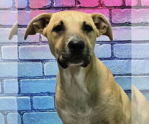 American Pit Bull Terrier-Unknown Mix Dogs for adoption in Wetumpka, AL, USA