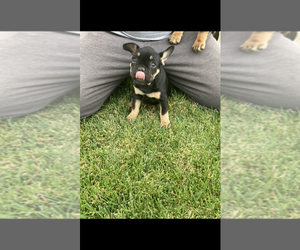 French Bulldog Puppy for sale in LOS BANOS, CA, USA