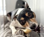 Small Photo #3 Rat Terrier Puppy For Sale in Atlanta, GA, USA