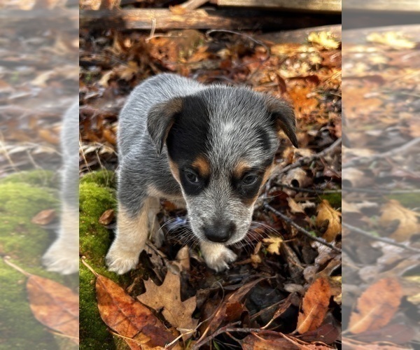 Medium Photo #4 Australian Cattle Dog Puppy For Sale in OREGON HOUSE, CA, USA
