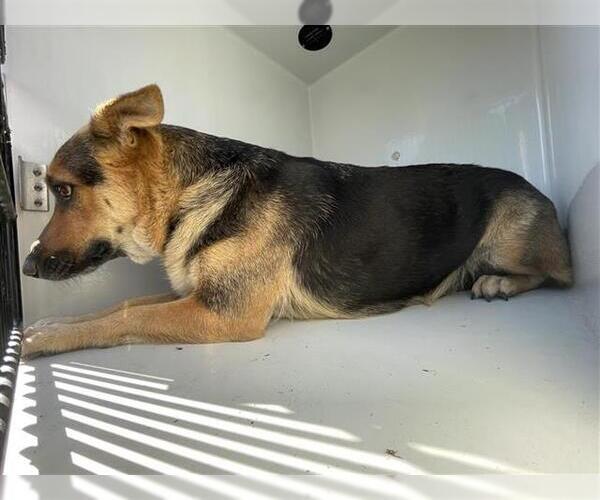 Medium Photo #1 German Shepherd Dog Puppy For Sale in Houston, TX, USA