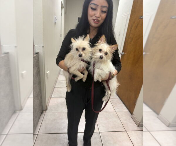 Medium Photo #4 Chihuahua-Unknown Mix Puppy For Sale in San Diego , CA, USA